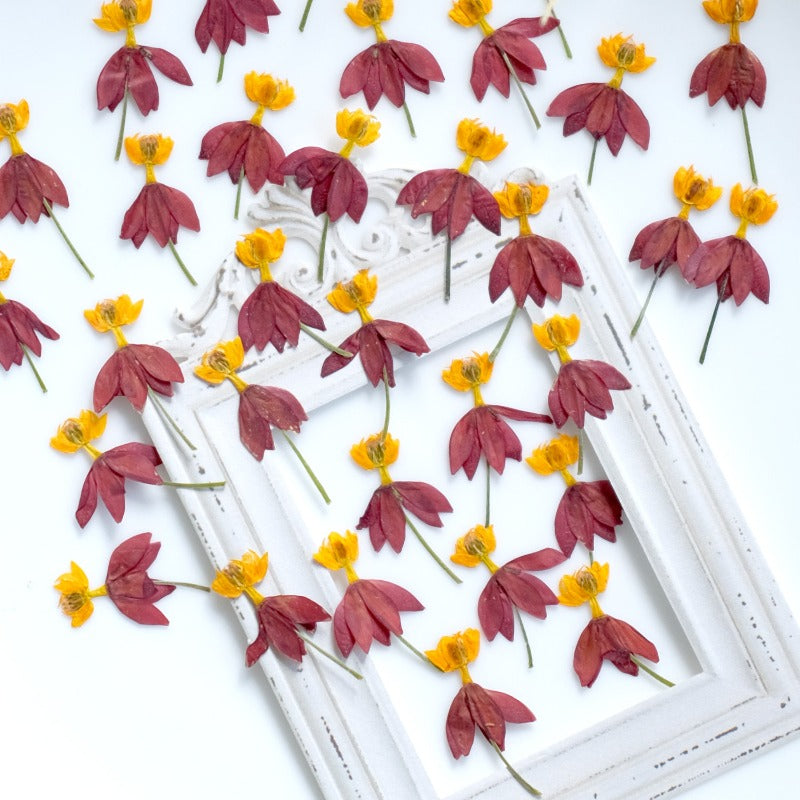 30 fleurs séchées pressées « fées dansantes »