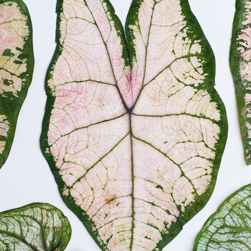 Real Dried Pressed Caladium Leaves