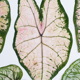 Load image into Gallery viewer, 5 Pcs Real Dried Pressed Caladium Leaves