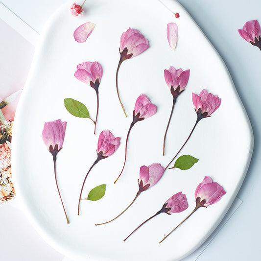 60 Pcs Real Pressed Dried Crabapple Blossoms