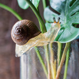 Load image into Gallery viewer, Realistic Faux Snail Ornament for Planters