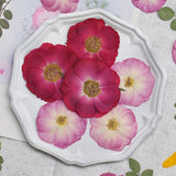 Load image into Gallery viewer, 50 Pcs Real Dried Pressed Rose Blossoms