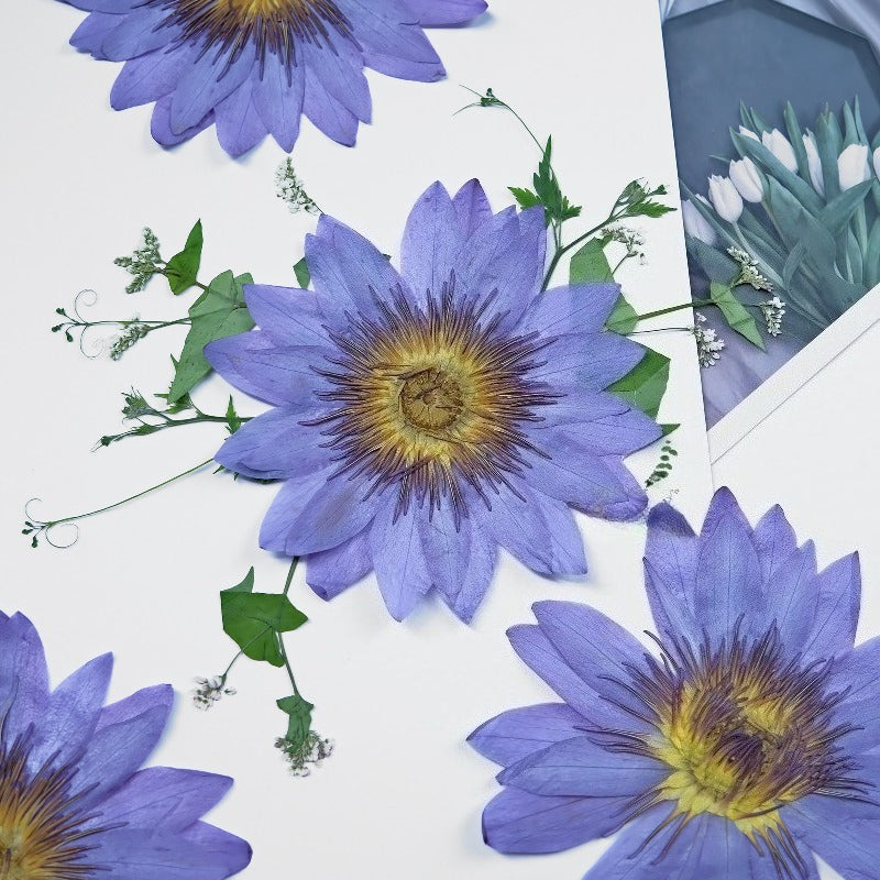 Real Dried Pressed Purple Water Lily Flower