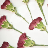 Load image into Gallery viewer, 6 Pcs Dried Pressed Carnation Flower for Crafts