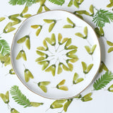 Load image into Gallery viewer, 50 Pcs Dried Pressed Wing-Shaped Seed Pods