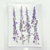 Load image into Gallery viewer, 4 Pcs Dried Pressed Portuguese Squill Flower