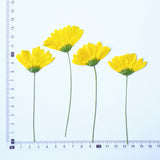 Load image into Gallery viewer, Dried Pressed Yellow Daisy Flowers with Stems