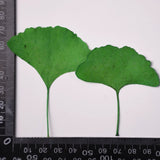 Load image into Gallery viewer, 12 Pcs Dried Pressed Ginkgo Leaves for Crafts