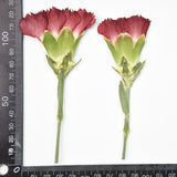 Load image into Gallery viewer, 6 Pcs Dried Pressed Carnation Flower for Crafts