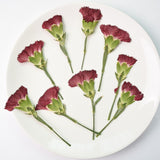 Load image into Gallery viewer, 6 Pcs Dried Pressed Carnation Flower for Crafts