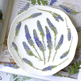 Load image into Gallery viewer, 30 Pcs Real Dried Pressed Blue Salvia Flowers