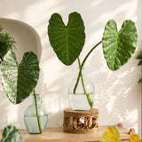 Load image into Gallery viewer, 34" Artificial Elephant Ear Leaf Stem