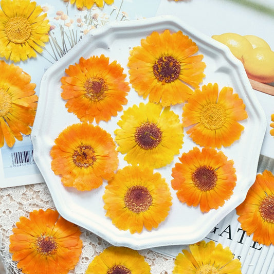 30 Pcs Real Dried Pressed Calendula Flowers