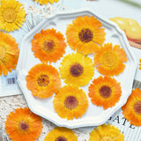 Load image into Gallery viewer, 30 Pcs Real Dried Pressed Calendula Flowers