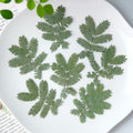 (feuilles vertes de 3-5 cm) 50 pièces