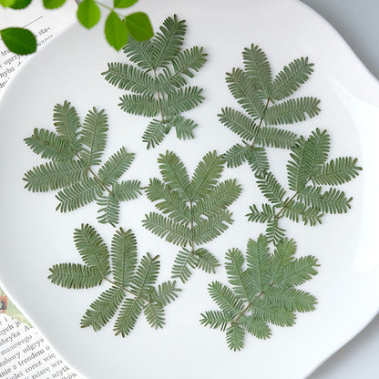 50 pièces de fleurs et feuilles d'acacia séchées et pressées jaunes