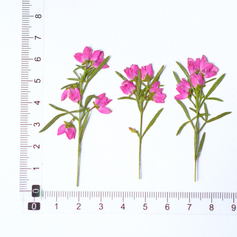 Real Dried Pressed Pink Flower Stems