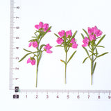 Load image into Gallery viewer, Real Dried Pressed Pink Flower Stems