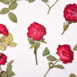 Load image into Gallery viewer, 6 Pcs Dried Pressed Red Roses for Resin Arts