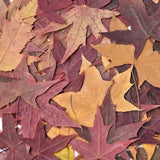 Load image into Gallery viewer, 30 Pcs Real Dried Pressed Autumn Leaves