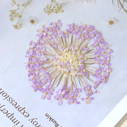 50 Pcs Real Pressed Dried Lace Flowers