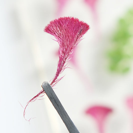 50 Pcs Real Pressed Dried Cockscomb Flowers
