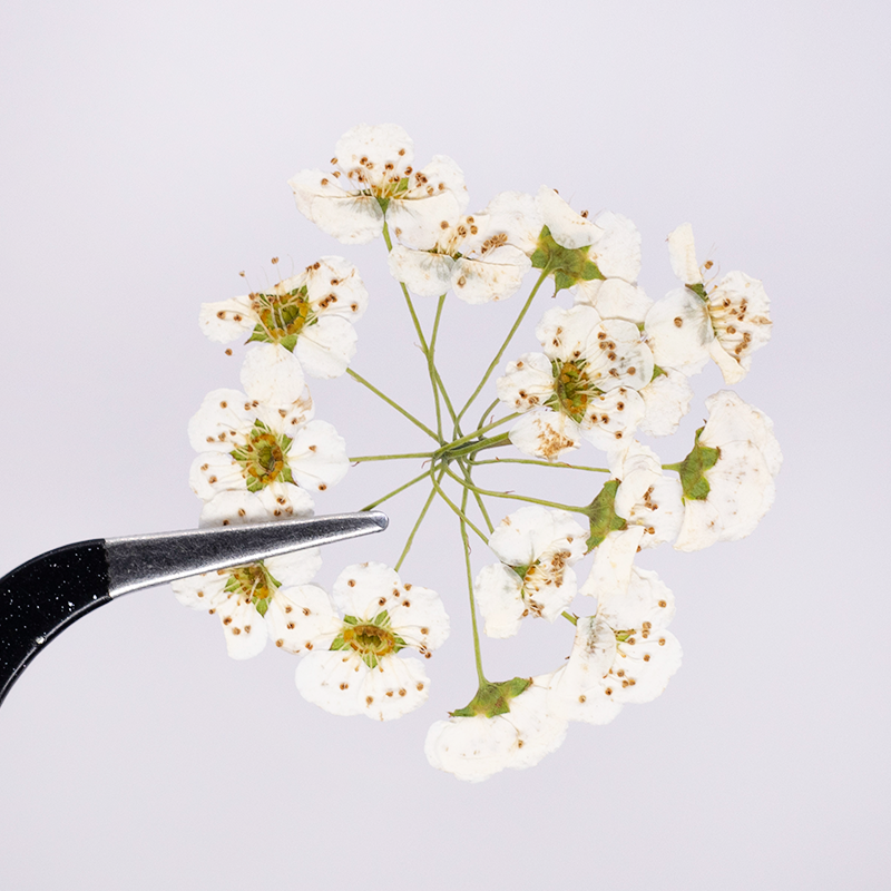 Real Dried Delicate White Pressed Flowers