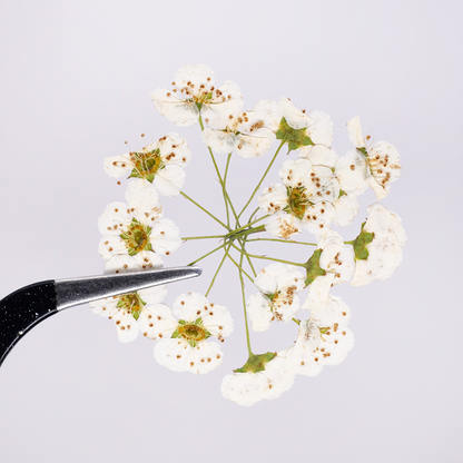 Real Dried Delicate White Pressed Flowers