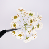 Load image into Gallery viewer, Real Dried Delicate White Pressed Flowers