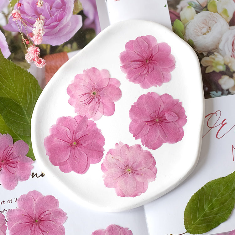 50 Pcs Real Dried Pressed Sakura Flowers