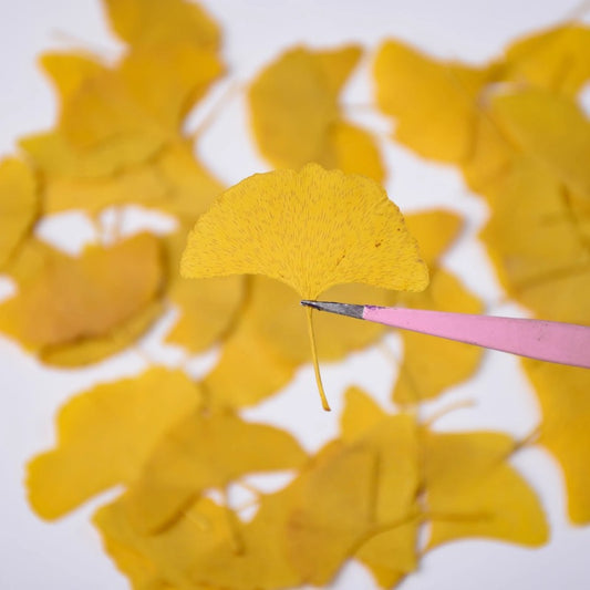 50 Pcs Dried Pressed Ginkgo Leaves