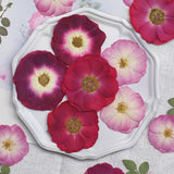 Load image into Gallery viewer, 50 Pcs Real Dried Pressed Rose Blossoms