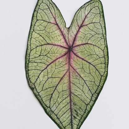 Real Dried Pressed Caladium Leaves