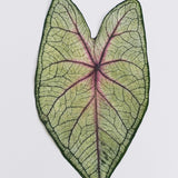 Load image into Gallery viewer, 5 Pcs Real Dried Pressed Caladium Leaves