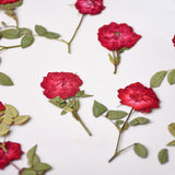 Load image into Gallery viewer, 6 Pcs Dried Pressed Red Roses for Resin Arts