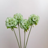 Load image into Gallery viewer, Artificial Scabiosa Pods Flower Stem (8cmDx65cmH)