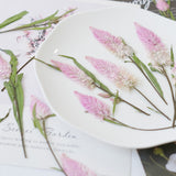 Load image into Gallery viewer, Real Dried Pressed Pink Feather Celosia
