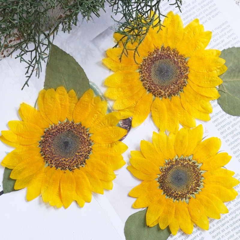 Large Real Dried Pressed Sunflowers