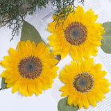 Load image into Gallery viewer, 10 Pcs Large Real Dried Pressed Sunflowers