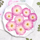 Load image into Gallery viewer, 50 Pcs Real Dried Pressed Rose Blossoms