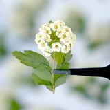 Load image into Gallery viewer, 50 Pcs Real Dried Pressed Spirea Flowers