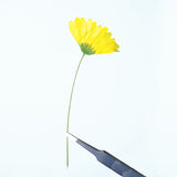 Load image into Gallery viewer, Dried Pressed Yellow Daisy Flowers with Stems