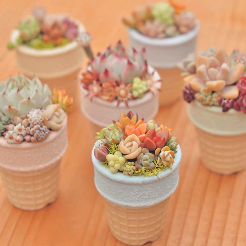 mini plant pots for succulents Set of 6 Ice Cream Cone Mini Plant Pots