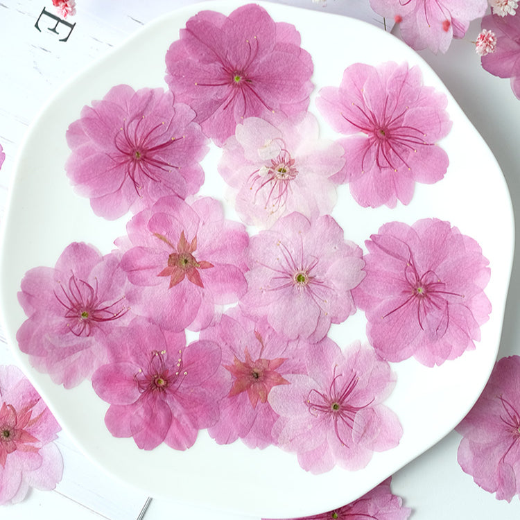 50 Pcs Real Dried Pressed Sakura Flowers