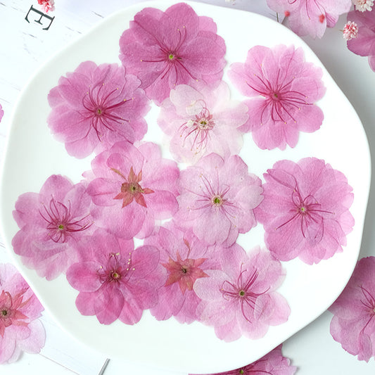 50 Pcs Real Dried Pressed Sakura Flowers