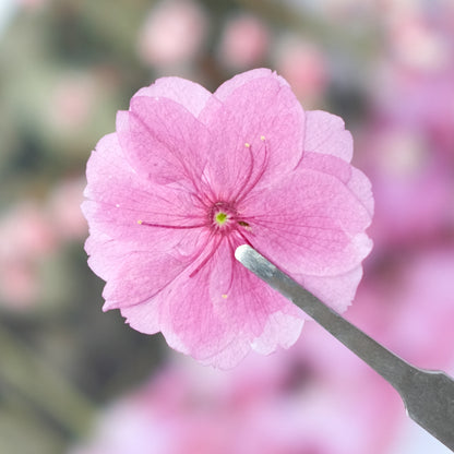 50 Pcs Real Dried Pressed Sakura Flowers
