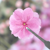 Load image into Gallery viewer, 50 Pcs Real Dried Pressed Cherry Blossom Flowers