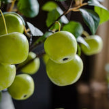 Load image into Gallery viewer, Real-Touch Artificial Green Apple Branch