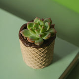 Load image into Gallery viewer, Chocolate Cone Ceramic Succulent Pot