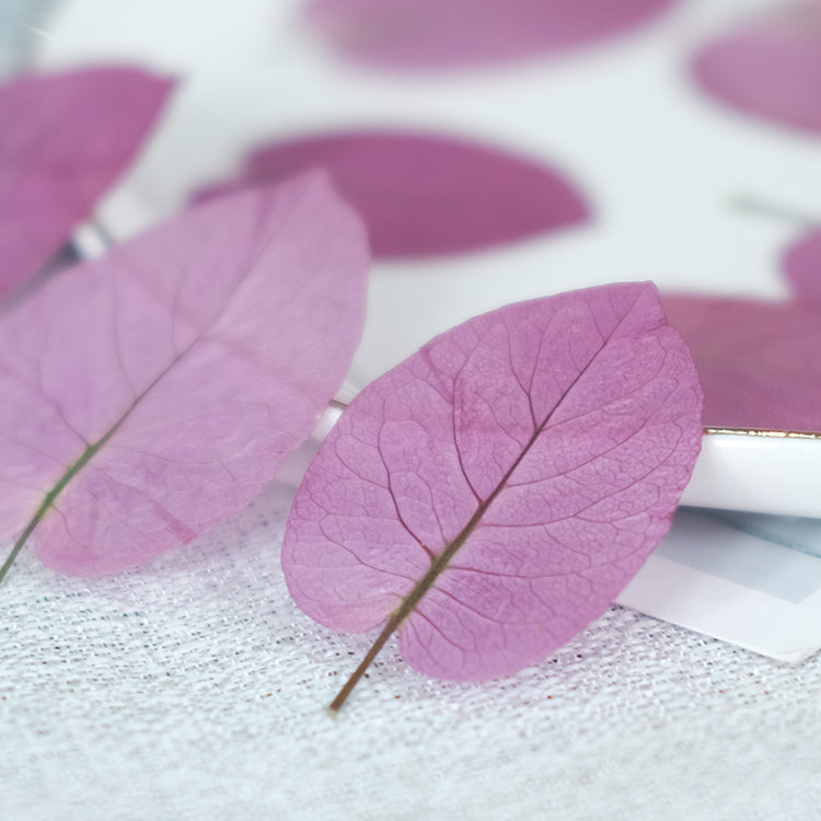 50 Pcs Real Pressed Dried Bougainvillea Petals